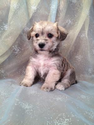 Male Schnoodle Puppy for sale #19 Ready Feb. 2014| Do you live in MA,MD,ME,NJ,FL,NC,DC,NV,CA,WI,IL,NJ,or PA? Not a problem! We sell airfare for $200!
